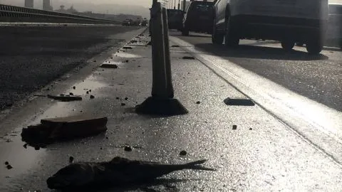Derrame de aceite de pescado generó kilométrico taco en Puente Llacolén