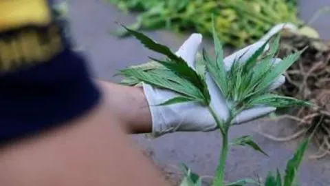 Decomisan medio kilo de marihuana desde un condominio de Hualpén