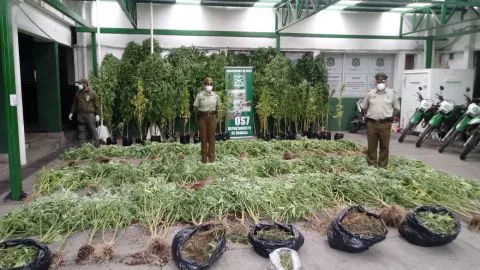 Plantas de marihuana de hasta 4 metros fueron descubiertas en invernadero ilegal en Los Ángeles