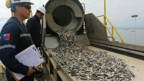 Sernapesca inició proceso de fiscalización por temporada de extracción de sardina y anchoveta