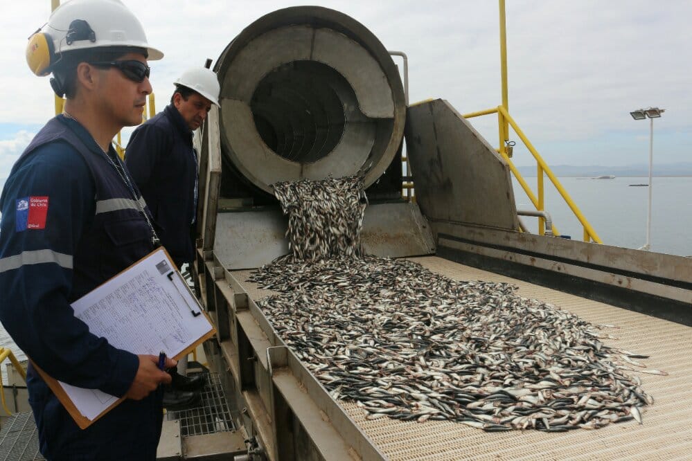 Justicia ordena sanción de $300 millones a sindicato de Coronel por extraer, a sabiendas, más sardina que la autorizada