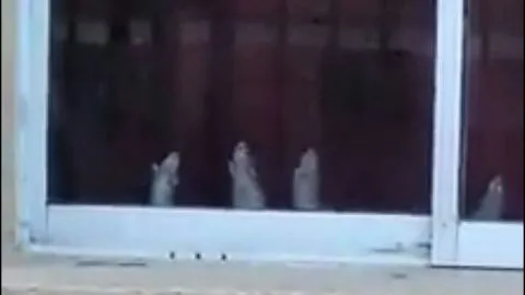 Danza de ratones: el desagradable registro en condominio de San Pedro de la Paz