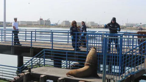 Buscan la forma de sacar amarres a lobos marinos de Talcahuano