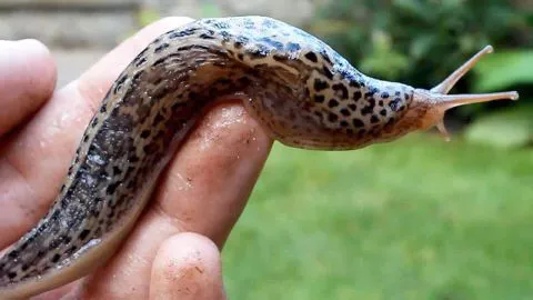 Ex rugbista quedó tetrapléjico tras aceptar comerse una babosa como parte de un reto