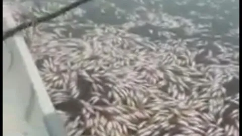 Impresionante cantidad de merluza muerta fue encontrada en Dichato