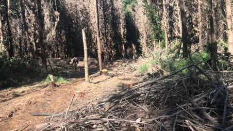 Trágica muerte de joven en faena ilegal en Cañete