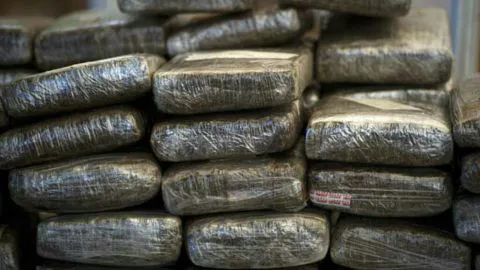 Policía culpa a los ratones por la desaparición de más de 500 kilos de marihuana
