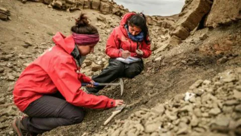 Paleontólogos descubren una nueva especie de dinosaurio en la Patagonia chilena