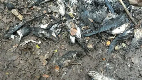 Desconocidos matan a 200 ejemplares de ave protegida en Reserva Nacional Isla Mocha