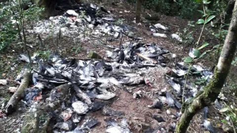 Presentan querella contra cazadores furtivos de ave en extinción en la Isla Mocha
