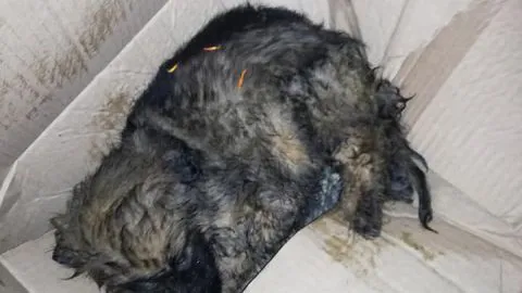 Buscan familia para perrita salvada de ser triturada por camión recolector de la basura en Penco