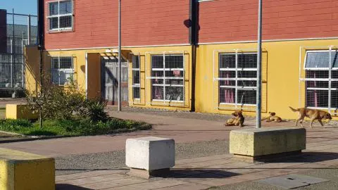 San Pedro de la Paz: vecinos atemorizados con perros vagos que atacan a transeúntes