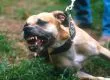 Horrible: Perro pitbull le destrozó el brazo a una mujer en Tomé