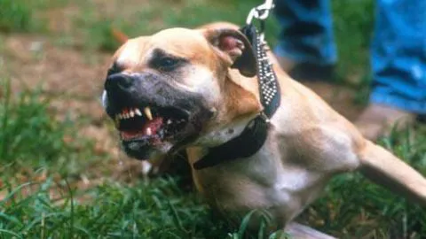 Horrible: Perro pitbull le destrozó el brazo a una mujer en Tomé
