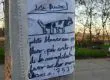 La tierna historia de niño penquista que busca a su gatito arrasa en redes sociales
