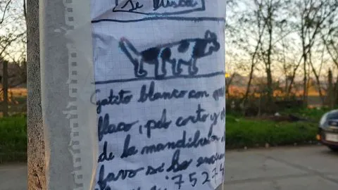 La tierna historia de niño penquista que busca a su gatito arrasa en redes sociales