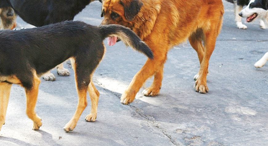 Demencial caso de maltrato animal impacta al Biobío: Cuelgan del cuello y hocico a pequeño perro