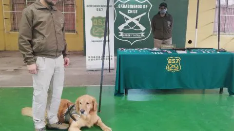 Cuidado traficantes del Gran Concepción: llegó Tayson el canino que suma a los operativos antidrogas
