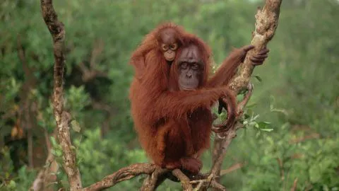 Orangután se enfrenta a máquina que destrozaba su hábitad