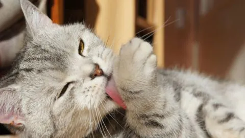 Hombre es acusado de matar a más de mil gatos para preparar empanadas
