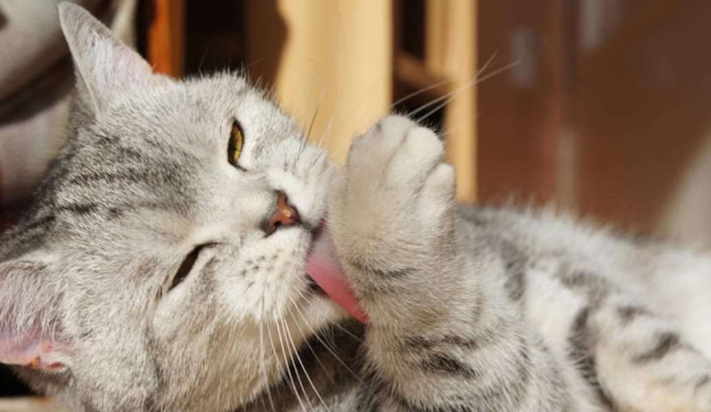 Hombre es acusado de matar a más de mil gatos para preparar empanadas