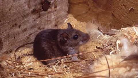 Captan a ratones paseando entre los panes de famosa cadena de comida rápida