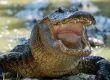 Cocodrilo se come a pastor que bautizaba fieles en un río
