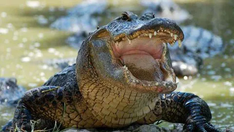 Cocodrilo se come a pastor que bautizaba fieles en un río