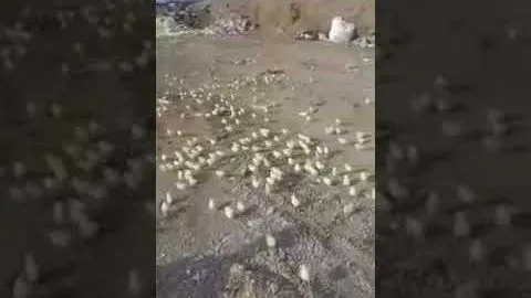 Invasión de pollitos llamó la atención de todos los habitantes de una ciudad de Georgia