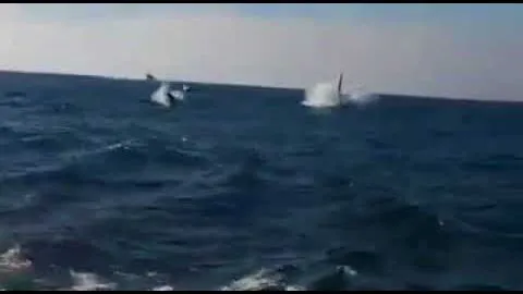 Orcas aparecieron frente a pescadores artesanales cerca de Dichato