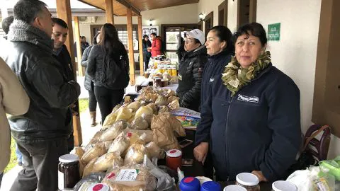 Agricultores de Cañete y Tirúa mejorarán sus huertos con maquinaria agrícola  gracias al Programa Alianzas Productivas