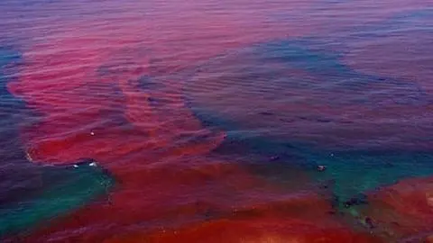 Científicos diseñan sistema de observación y predicción de Marea Roja