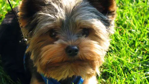 Pequeña niña perdida fue encontrada gracias a su perro