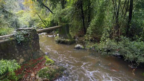 Reserva Nacional Nonguén avanza  para transformarse en un Parque Nacional
