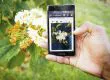 ¡Al más puro estilo de Shazam! Esta es la nueva app que te permite identificar las flores y plantas