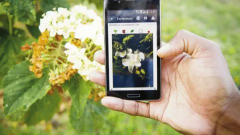 ¡Al más puro estilo de Shazam! Esta es la nueva app que te permite identificar las flores y plantas