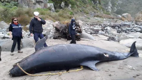 Lamentable escena: encuentran muerto a un delfín en la playa de Coliumo