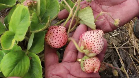 Rescatan popular frutilla blanca de la Provincia de Arauco