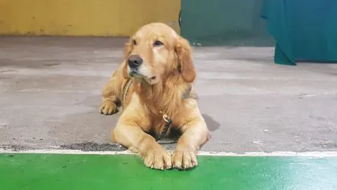 ¡Tayson implacable! Detectó droga enterrada en Coronel