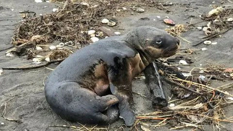 Pequeño lobo marino herido en playa Arauco fue rescatado por Sernapesca