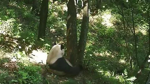 Turistas lanzan piedras a un Panda para despertarlo