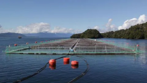 Comunidades manifiestan fuerte rechazo a la llegada de salmoneras al Biobío