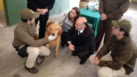Tyson no perdona: Perro del OS7 Concepción encontró marihuana en jacuzzi de narco en Talcahuano