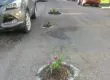 Vecinos plantan flores en hoyos de carretera