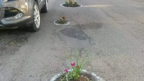 Vecinos plantan flores en hoyos de carretera