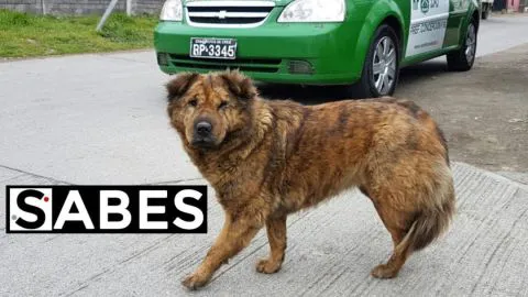 Conmovedor: perrita callejera salvó a vecina en medio de balacera en Hualqui