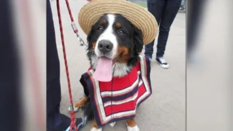 Más de 65 mil animales inscritos lleva el Registro Nacional de Mascotas