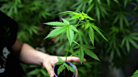 Más de 500 solicitudes llegan a empresa que busca “catadores de marihuana”
