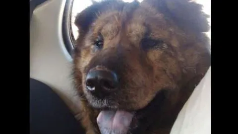 El increíble final que tuvo la historia de perrita heroína de Hualqui