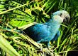Guacamayo que inspiró película Río es declarado extinto de su hábitat natural